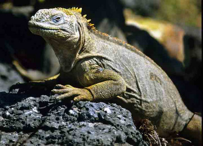 Land Iguana