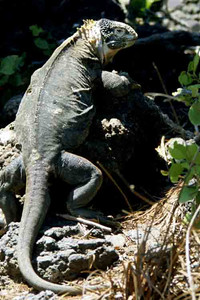 Land Iguana