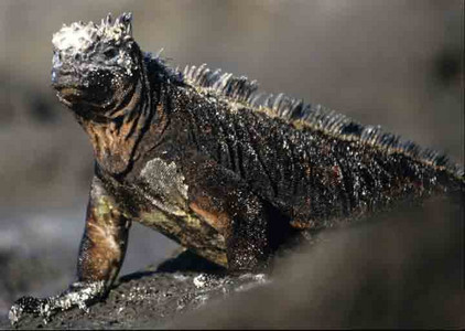 Marine Iguana