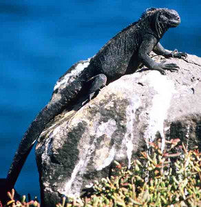 Marine Iguana