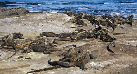 Marine Iguana Group