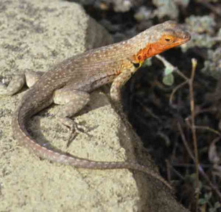 Lava Lizard Female