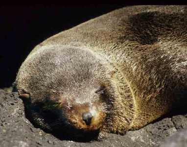 Fur Seal