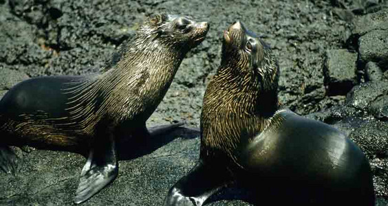 Fur Seals-Playing