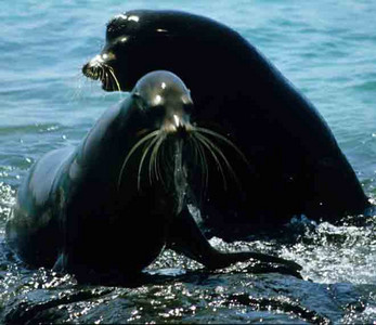 Sea Lion Bulls