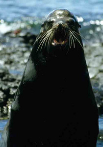 Sea Lion Bull-Charging-1st Image