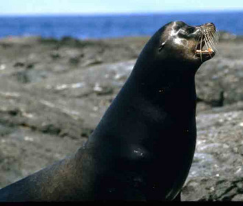 Sea Lion Bull-Charging-2nd Image