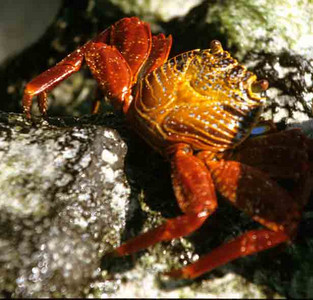 Sally Lightfoot Crab