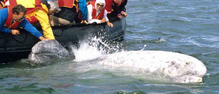 Gray Whale Baby