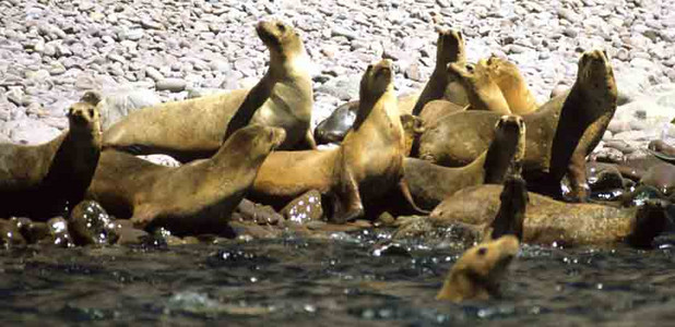 Sea Lionesses