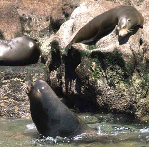 Sea Lion Alpha Male