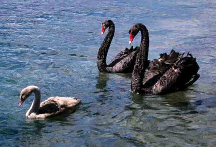 Black Swan Family