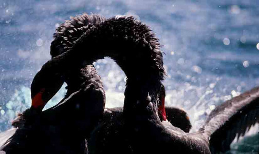 Black Swan Attacks Intruder