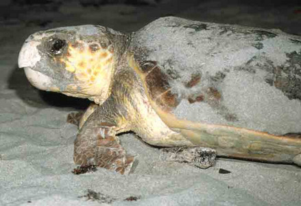 Green Sea Turtle