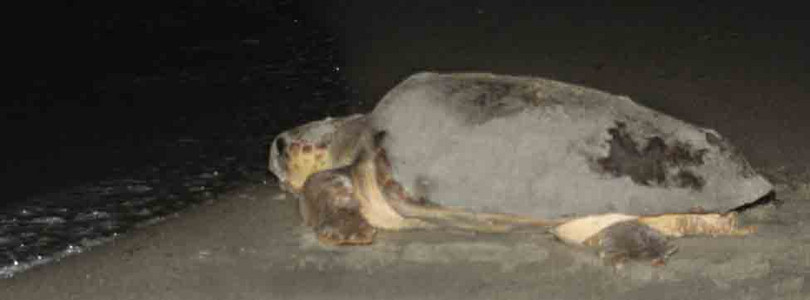 Green Sea Turtle